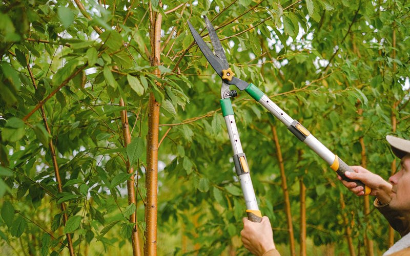 Tree trimming in Ward, AR