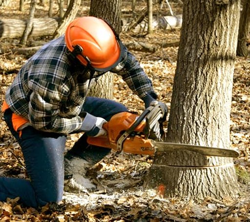 Tree Removal in Ward, AR